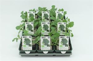 Bild von Kool. Broccoli